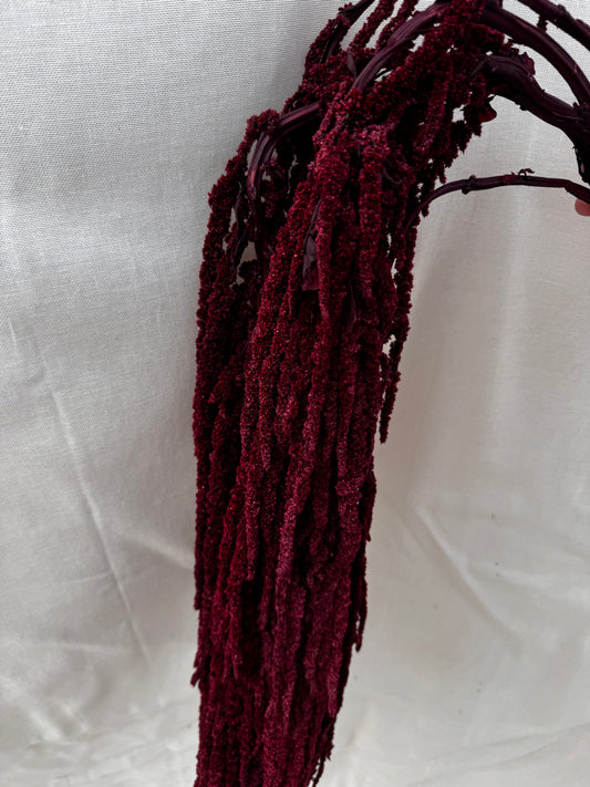 Trailing Amaranthus Burgundy