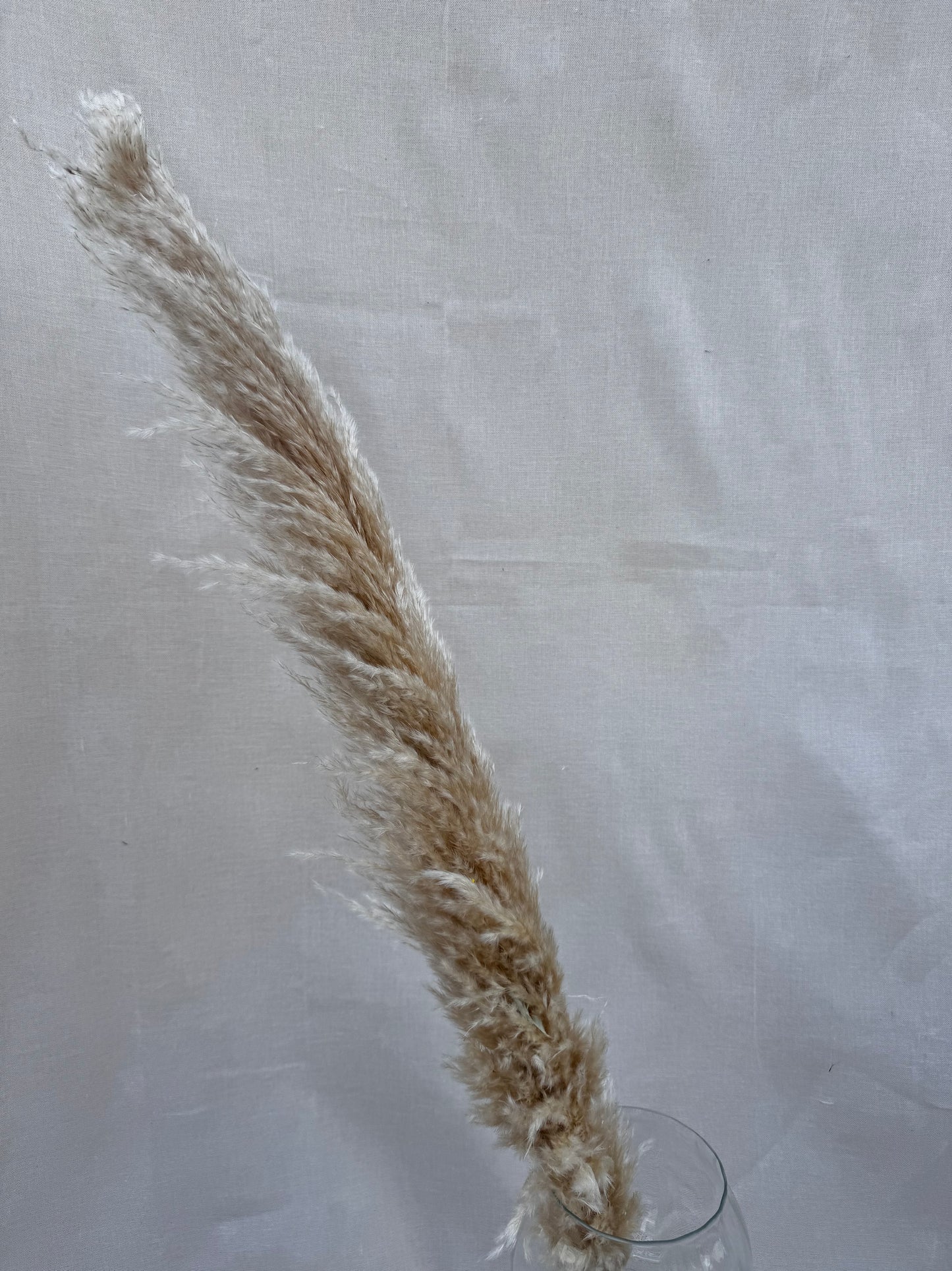 Pampas Natural Beige 70cm Plume