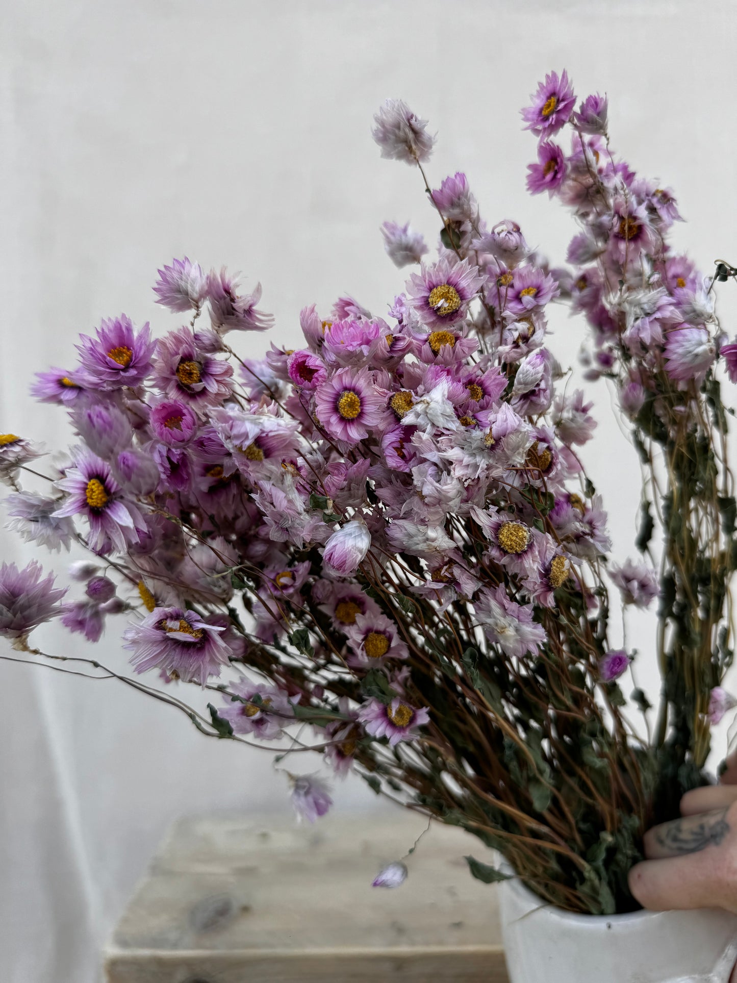 Dried Daisy Pink