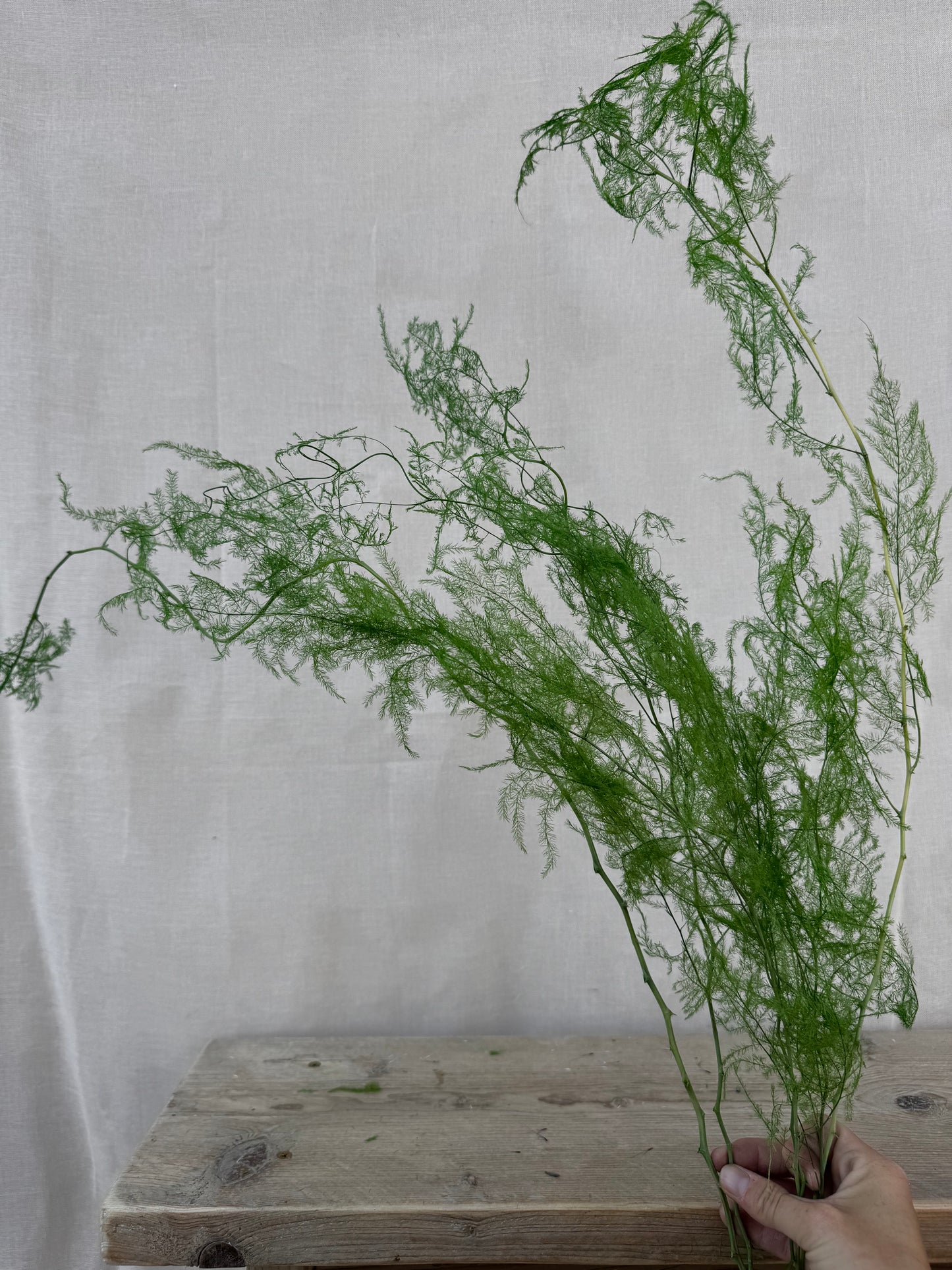 Preserved Trailing Asparagus Fern Green