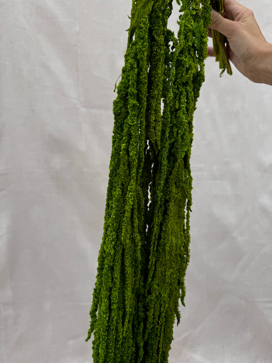 Trailing Amaranthus Green