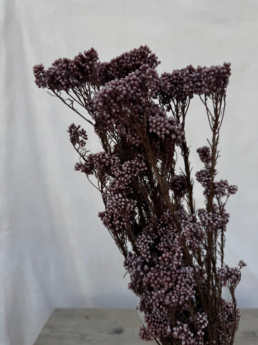 Dried Rice Flower Dusky Pink