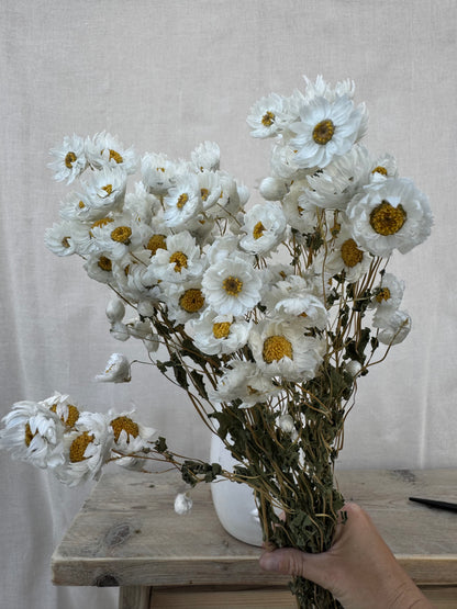 Dried Daisy White