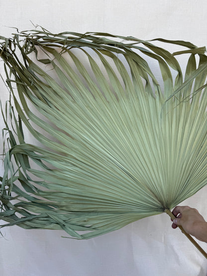 XL Palm Frond