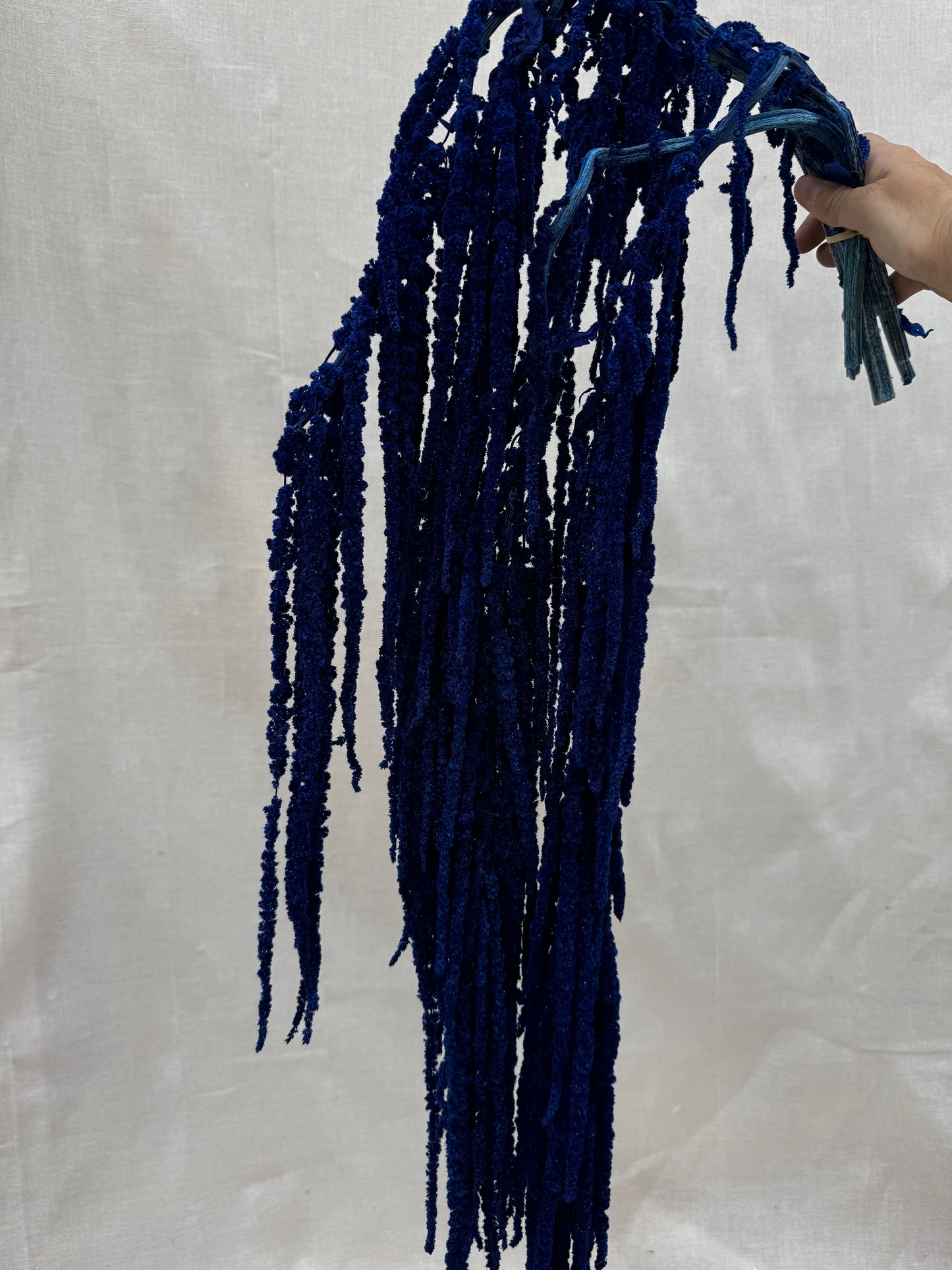 Trailing Amaranthus Blue