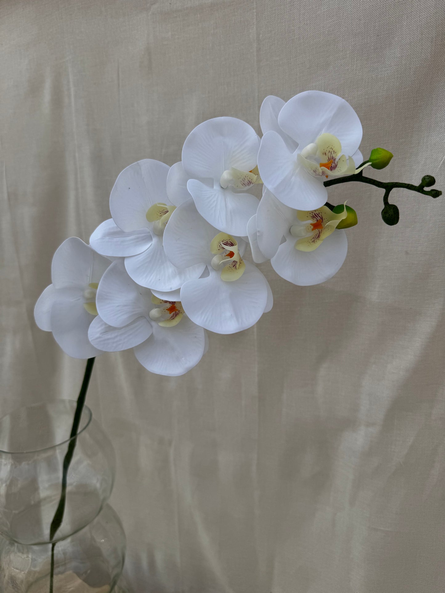 Real Touch Phaelonopsis Orchid White