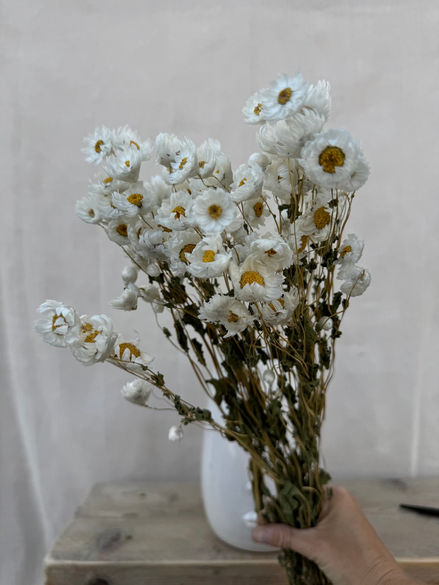 Dried Daisy White