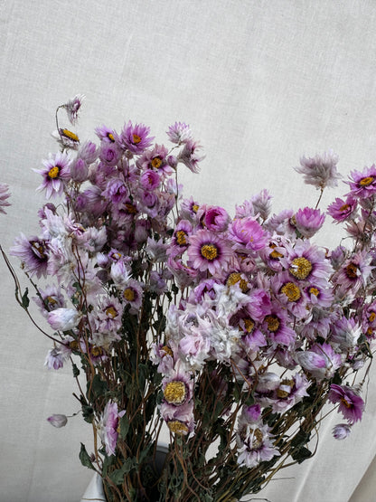 Dried Daisy Pink