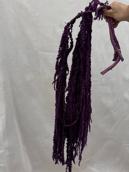 Trailing Amaranthus Purple