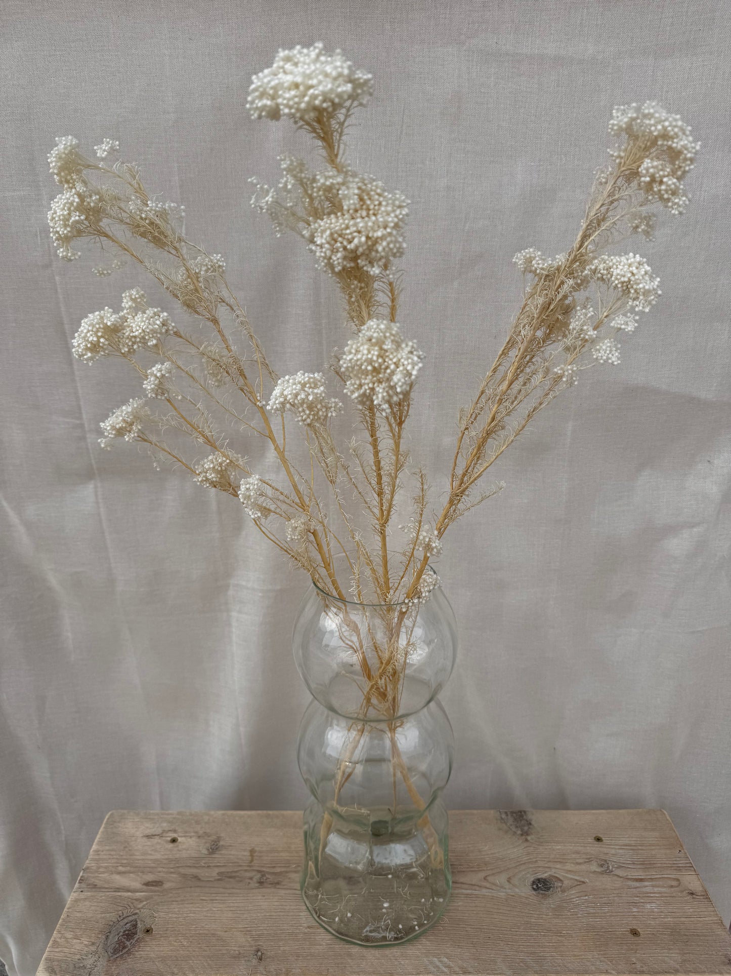 Dried Rice Flower White/ Cream