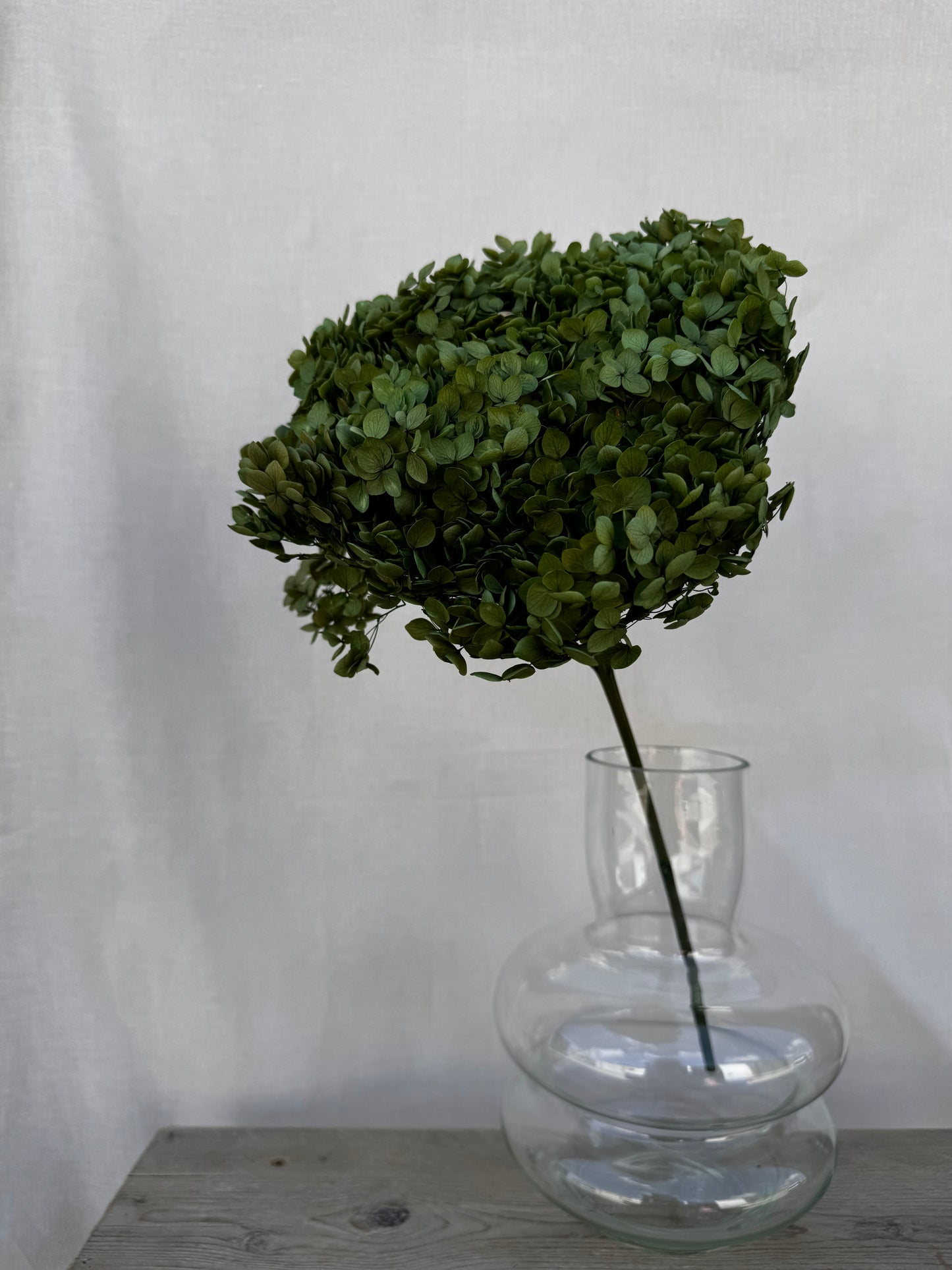 Preserved Hydrangea Green