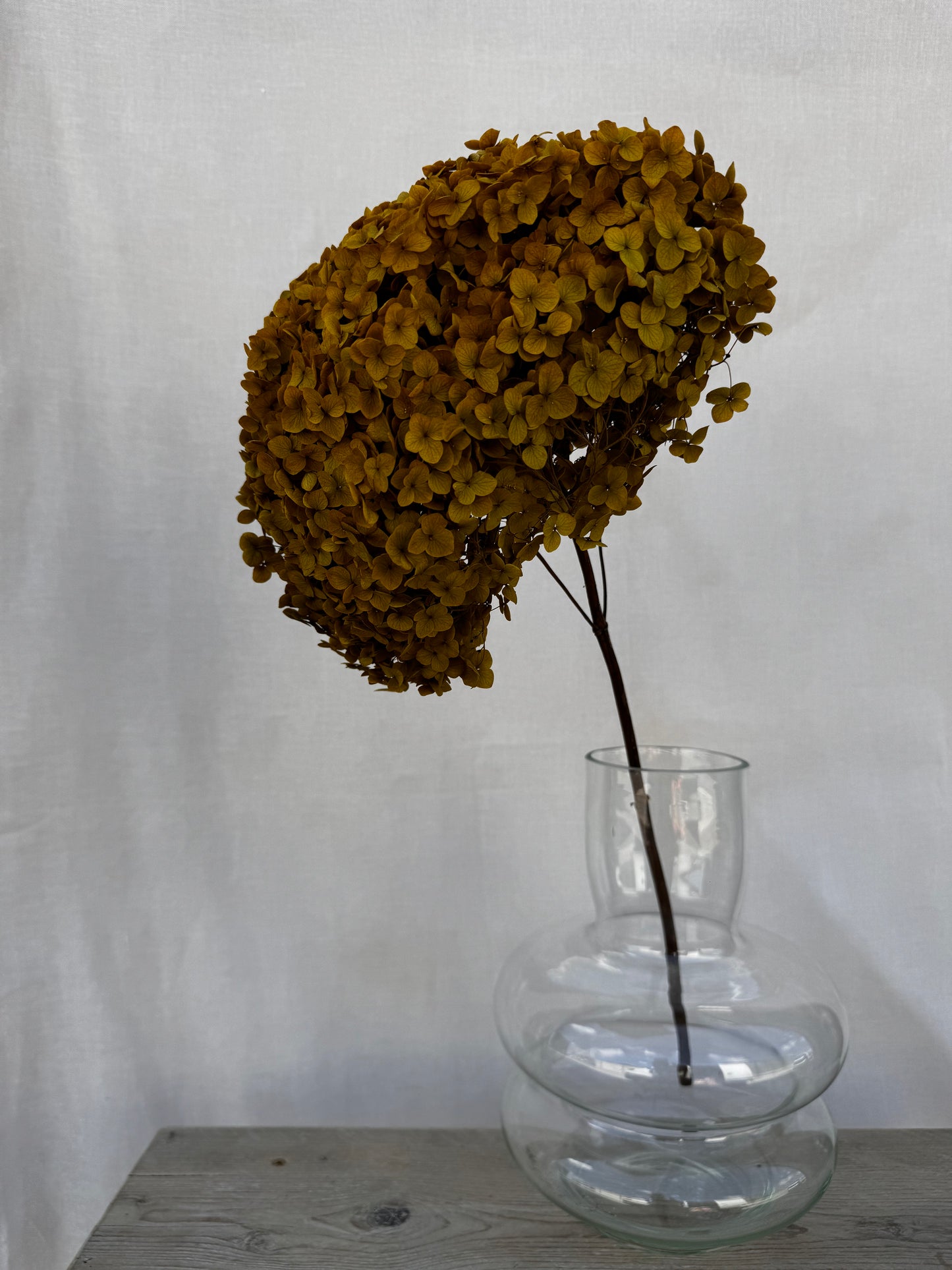 Preserved Hydrangea Ochre