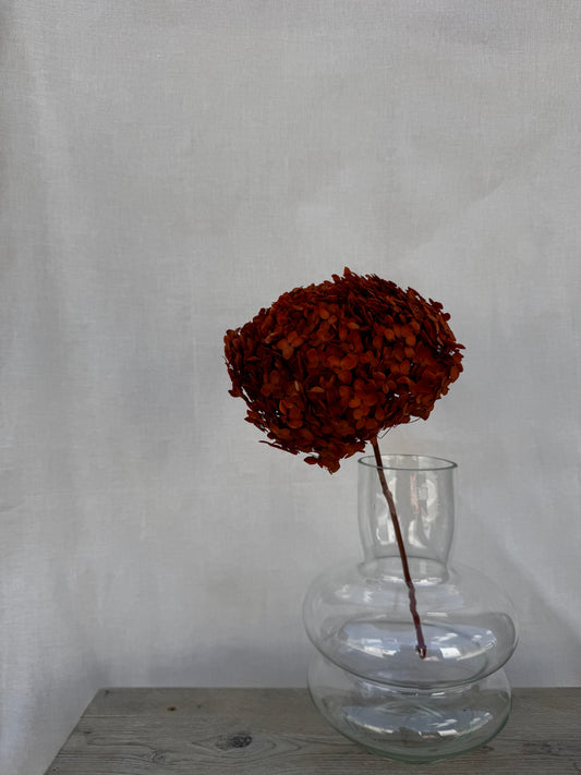 Preserved Hydrangea Burnt Orange