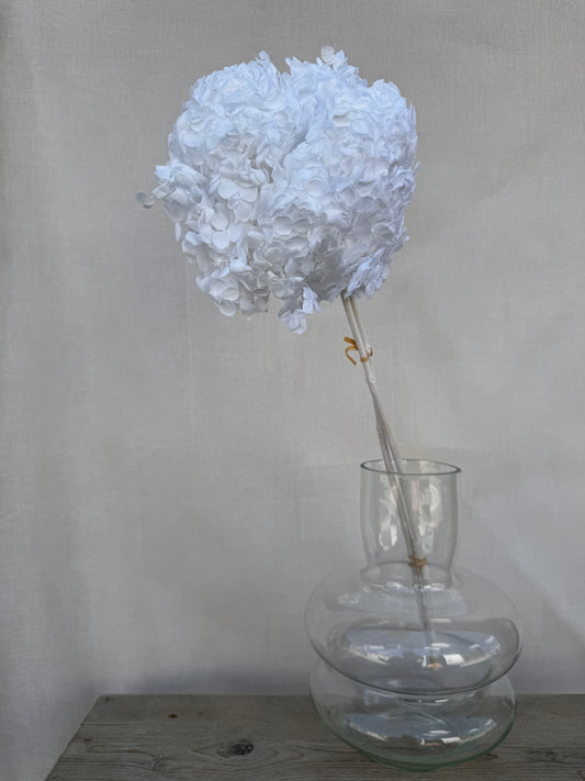 Preserved Hydrangea White