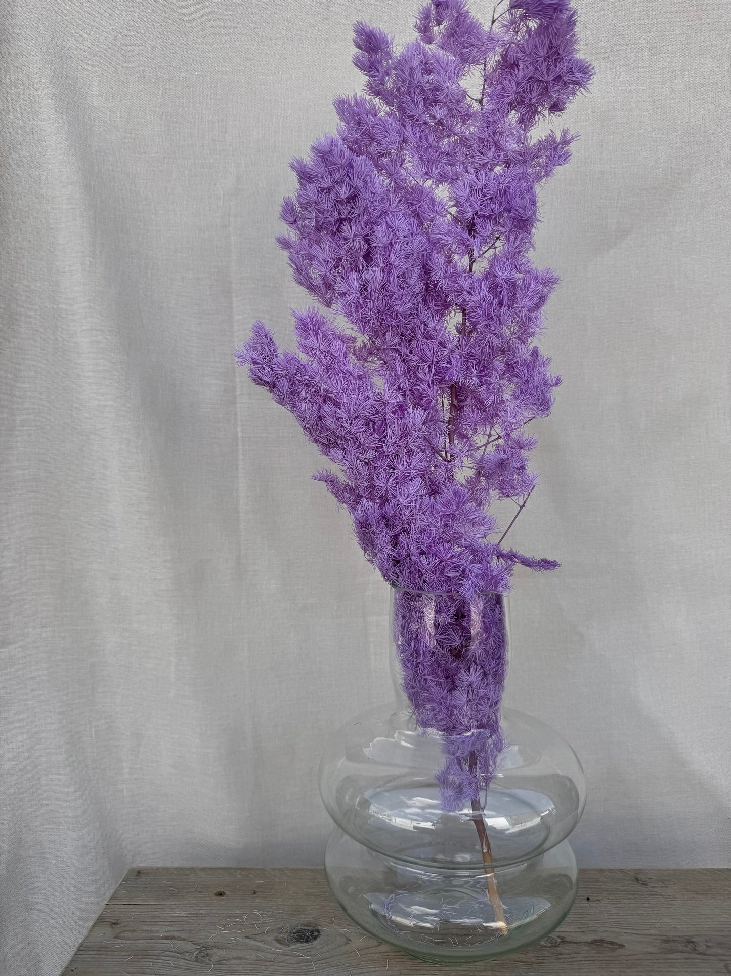 Preserved Ming Fern Lilac