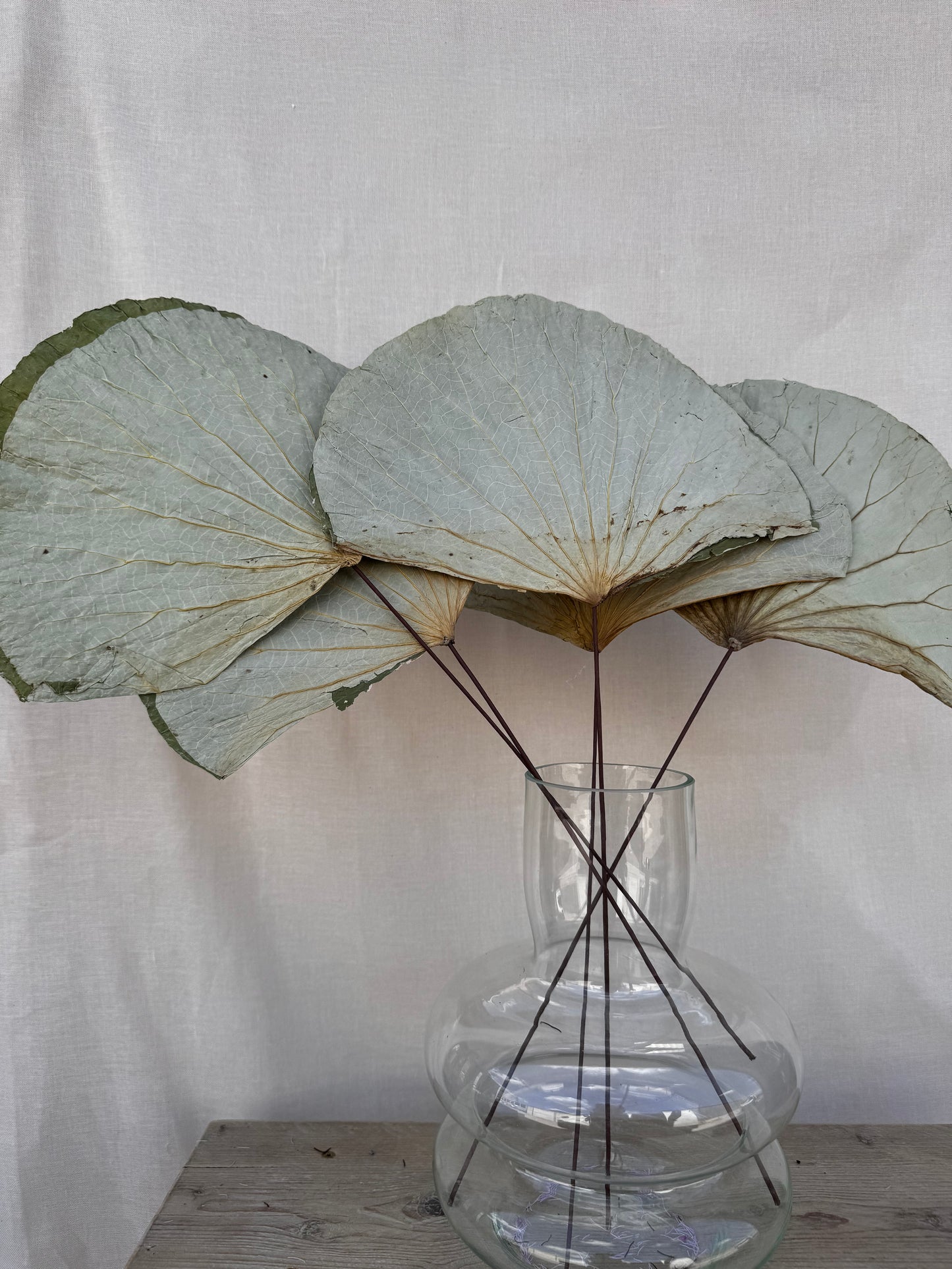 Lotus Leaf