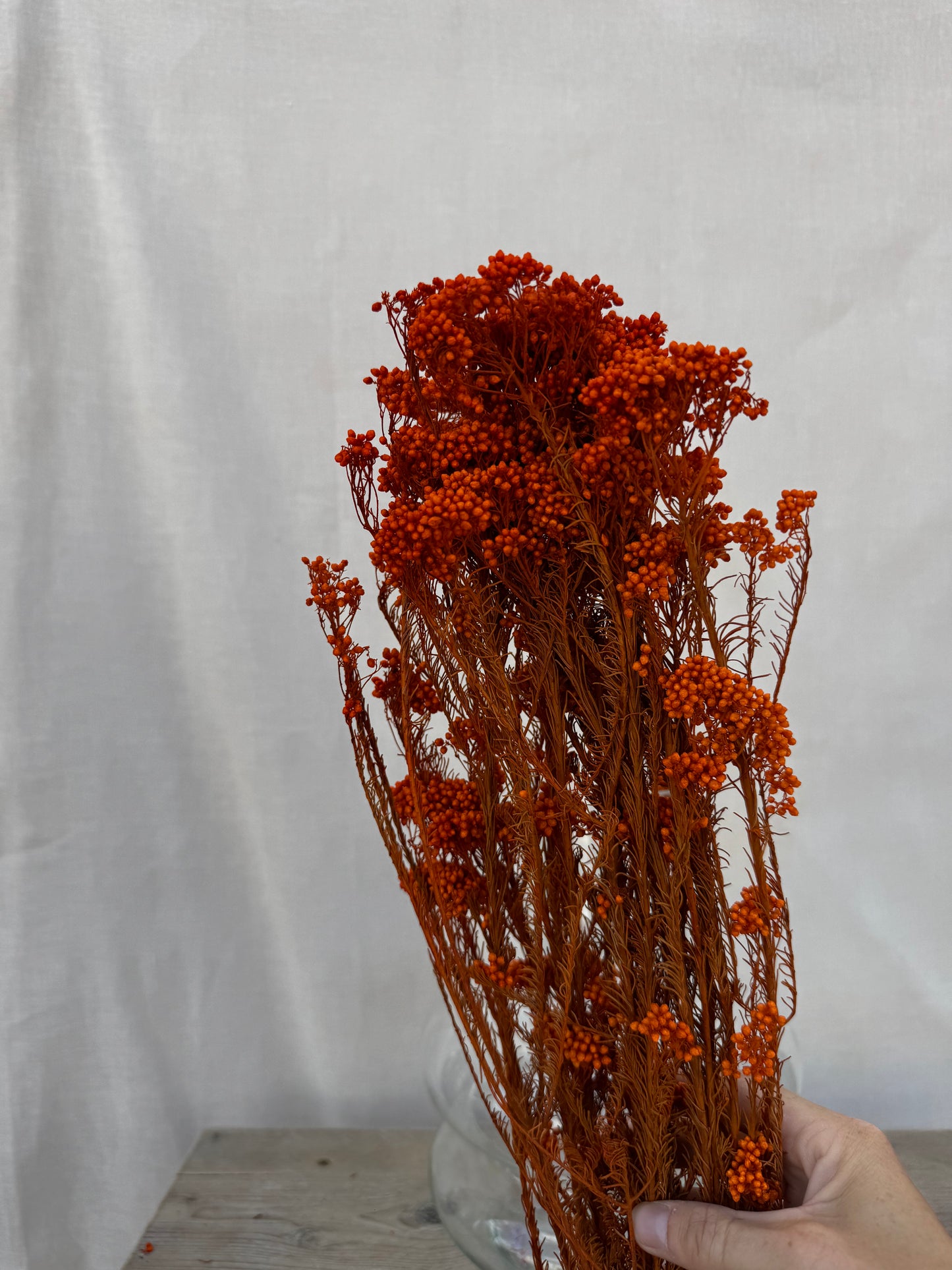 Dried Rice Flower Orange