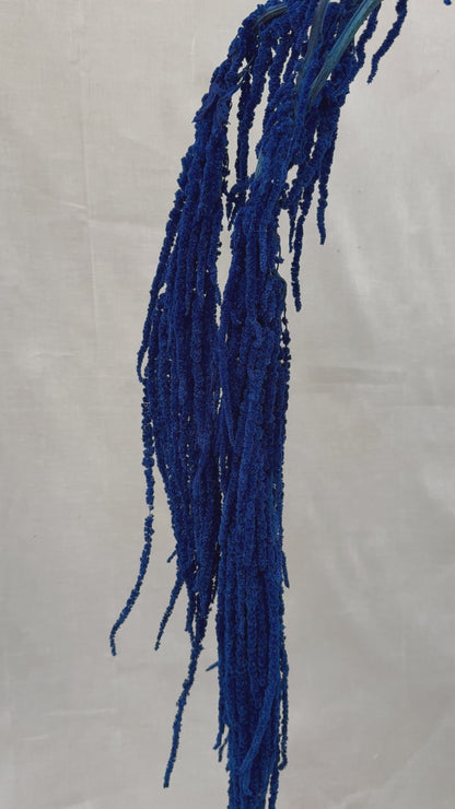 Trailing Amaranthus Blue