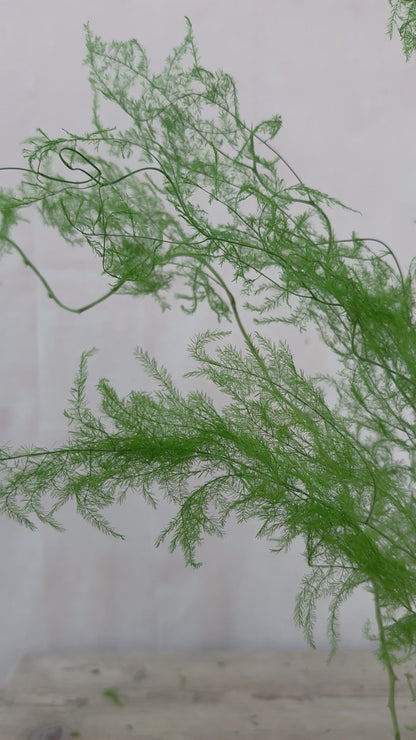 Preserved Trailing Asparagus Fern Green