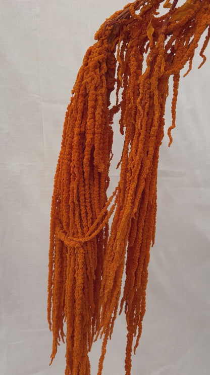 Trailing Amaranthus Orange