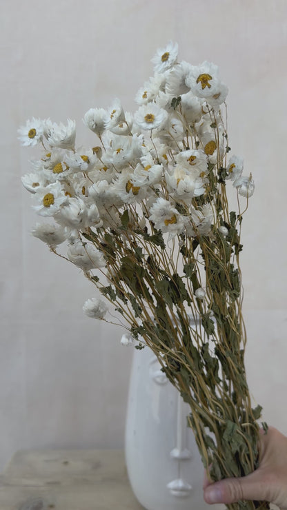 Dried Daisy White