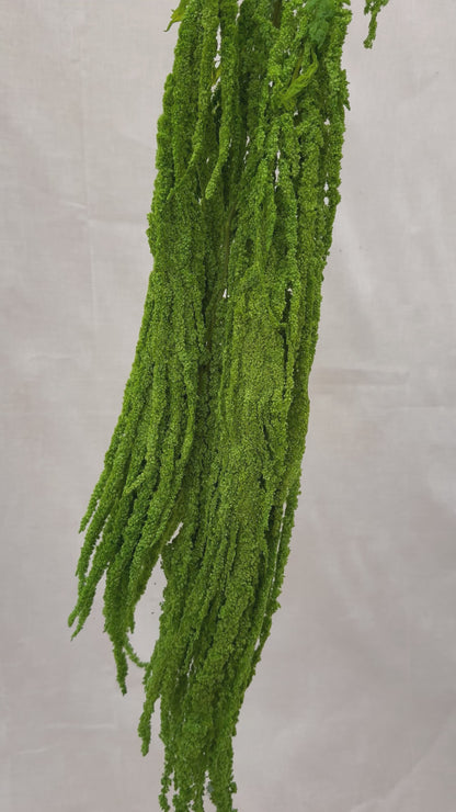 Trailing Amaranthus Green